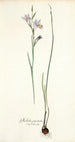 Gladiolus punctatus - Nikolaus Joseph Freiherr von Jacquin — artwork view