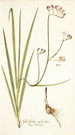 Gladiolus refractus - Nikolaus Joseph Freiherr von Jacquin — artwork view