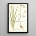 Gladiolus refractus - Nikolaus Joseph Freiherr von Jacquin — framed artwork on a wall