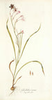 Gladiolus roseus - Nikolaus Joseph Freiherr von Jacquin — artwork view