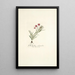 Gladiolus silenoides - Nikolaus Joseph Freiherr von Jacquin — framed artwork on a wall