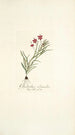 Gladiolus silenoides - Nikolaus Joseph Freiherr von Jacquin — artwork view