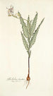 Gladiolus striatus - Nikolaus Joseph Freiherr von Jacquin — artwork view
