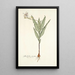 Gladiolus striatus - Nikolaus Joseph Freiherr von Jacquin — framed artwork on a wall