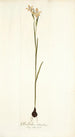 Gladiolus strictus - Nikolaus Joseph Freiherr von Jacquin — artwork view