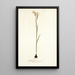 Gladiolus strictus - Nikolaus Joseph Freiherr von Jacquin — framed artwork on a wall