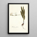 Gladiolus sulphureus - Nikolaus Joseph Freiherr von Jacquin — framed artwork on a wall