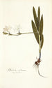 Gladiolus sulphureus - Nikolaus Joseph Freiherr von Jacquin — artwork view