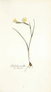 Gladiolus tenellus - Nikolaus Joseph Freiherr von Jacquin — artwork view