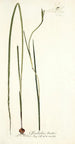 Gladiolus tristis - Nikolaus Joseph Freiherr von Jacquin — artwork view