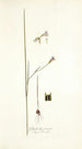 Gladiolus tristis prioris varietas - Nikolaus Joseph Freiherr von Jacquin — artwork view