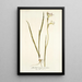 Gladiolus tristis varietas - Nikolaus Joseph Freiherr von Jacquin — framed artwork on a wall