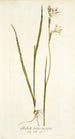 Gladiolus tristis varietas - Nikolaus Joseph Freiherr von Jacquin — artwork view