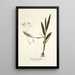 Gladiolus tubatus - Nikolaus Joseph Freiherr von Jacquin — framed artwork on a wall