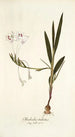 Gladiolus tubatus - Nikolaus Joseph Freiherr von Jacquin — artwork view