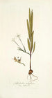Gladiolus tubiflorus - Nikolaus Joseph Freiherr von Jacquin — artwork view