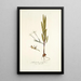 Gladiolus tubiflorus - Nikolaus Joseph Freiherr von Jacquin — framed artwork on a wall