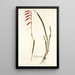 Gladiolus tubulosus - Nikolaus Joseph Freiherr von Jacquin — framed artwork on a wall