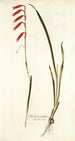 Gladiolus tubulosus - Nikolaus Joseph Freiherr von Jacquin — artwork view