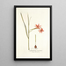 Gladiolus watsonius - Nikolaus Joseph Freiherr von Jacquin — framed artwork on a wall