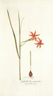Gladiolus watsonius - Nikolaus Joseph Freiherr von Jacquin — artwork view