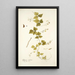 Glycine caribaea - Nikolaus Joseph Freiherr von Jacquin — framed artwork on a wall