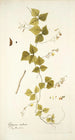 Glycine caribaea - Nikolaus Joseph Freiherr von Jacquin — artwork view