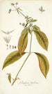Gomphrena brasiliensis - Nikolaus Joseph Freiherr von Jacquin — artwork view
