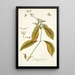 Gomphrena brasiliensis - Nikolaus Joseph Freiherr von Jacquin — framed artwork on a wall