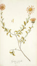 Gorteria asteroides - Nikolaus Joseph Freiherr von Jacquin — artwork view
