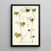 Gronovia scandens - Nikolaus Joseph Freiherr von Jacquin — framed artwork on a wall