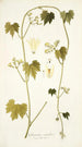 Gronovia scandens - Nikolaus Joseph Freiherr von Jacquin — artwork view