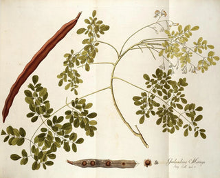 Guilandina moringa - Nikolaus Joseph Freiherr von Jacquin — artwork view