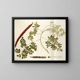 Guilandina moringa - Nikolaus Joseph Freiherr von Jacquin — framed artwork on a wall