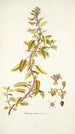 Haloragis alata - Nikolaus Joseph Freiherr von Jacquin — artwork view