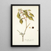 Hamellia chrysantha - Nikolaus Joseph Freiherr von Jacquin — framed artwork on a wall