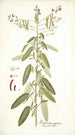 Hedysarum gyrans - Nikolaus Joseph Freiherr von Jacquin — artwork view