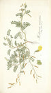 Hedysarum muricatum - Nikolaus Joseph Freiherr von Jacquin — artwork view