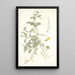 Hedysarum muricatum - Nikolaus Joseph Freiherr von Jacquin — framed artwork on a wall