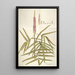 Hedysarum pictum - Nikolaus Joseph Freiherr von Jacquin — framed artwork on a wall