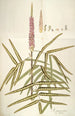Hedysarum pictum - Nikolaus Joseph Freiherr von Jacquin — artwork view