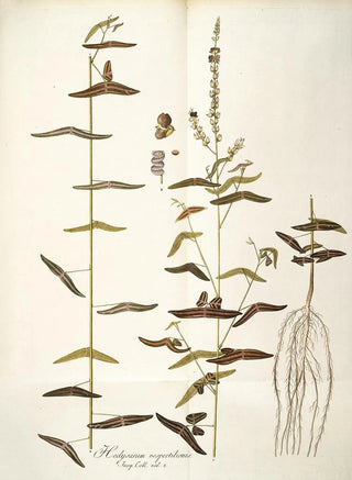 Nikolaus Joseph Freiherr von Jacquin - Hedysarum vespertilionis.webp