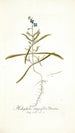 Heliophila integrifolia - Nikolaus Joseph Freiherr von Jacquin — artwork view
