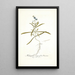 Heliophila integrifolia - Nikolaus Joseph Freiherr von Jacquin — framed artwork on a wall