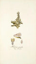 Helonias pumila - Nikolaus Joseph Freiherr von Jacquin — artwork view