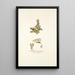 Helonias pumila - Nikolaus Joseph Freiherr von Jacquin — framed artwork on a wall