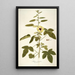 Hibiscus diversifolius - Nikolaus Joseph Freiherr von Jacquin — framed artwork on a wall