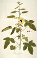 Hibiscus diversifolius - Nikolaus Joseph Freiherr von Jacquin — artwork view