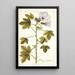 Hibiscus domingensis - Nikolaus Joseph Freiherr von Jacquin — framed artwork on a wall