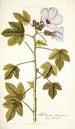 Hibiscus domingensis - Nikolaus Joseph Freiherr von Jacquin — artwork view